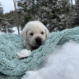 White collar pup - Yellow male Labrador Retriever puppy in Cold Brook, New York from Tamarack Therapy Dogs