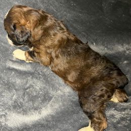 Girl 6 - Sable female Aussiedoodle puppy in Alabama from SBA Aussies