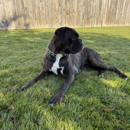 Layla - Boxer