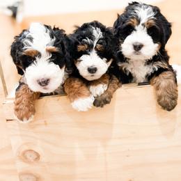 Bernedoodle, Goldendoodle, and Poodle Puppies from Teddy Doodles & Standard Poodles