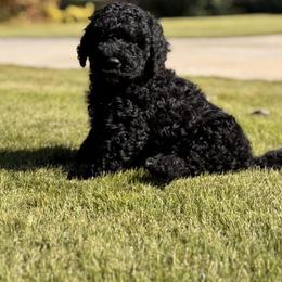 Charlie - Black male Barbet puppy in Sugar Valley, Georgia from Pinnacle Farm and Kennel