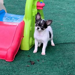 Daisy Blue Tri - Blue and tan female Chihuahua puppy in Williamsburg, Virginia from PAWSitive Cheeky Chihuahua LLC