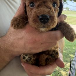 Ernie - Red male Cavapoo puppy in Osseo, Michigan from Smiths Fluffy butts