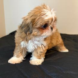 Girl - Red and white female Shih Tzu puppy in Springfield, Missouri from Lopez Family Tails
