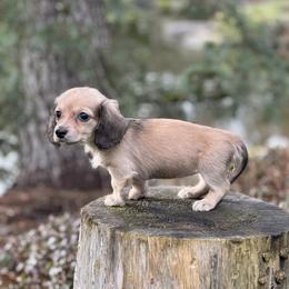 Dachshund Puppies from Northwest Dachshunds