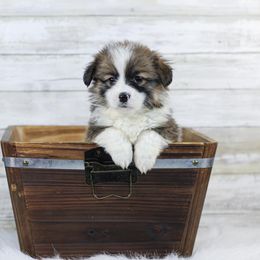 Boy 2 - Sable Pembroke Welsh Corgi puppy in Roanoke, Alabama from Oak Leaf Circle Corgis