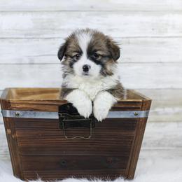 Boy 2 - Sable Pembroke Welsh Corgi puppy in Roanoke, Alabama from Oak Leaf Circle Corgis