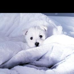 AKC girl - White female West Highland White Terrier puppy in Hoschton, Georgia from AKC  Westie World