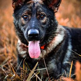 Sage - German Shepherd