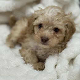 Girl 1 - female Poodle puppy in Washington, Indiana from Sugarland Puppies