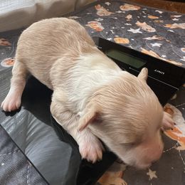 Puppy 1 - Cafe au lait male Maltipoo puppy in Peekskill, New York from Dorothy Bunch's Maltipoos