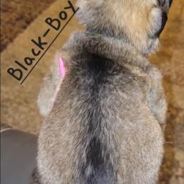 BLACK-Boy - Sable male German Shepherd puppy in Willoughby, Ohio from WolfPackk