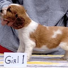 Welsh Springer Spaniel Puppies from Gualtieri's Welsh Springer Spaniels
