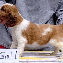 Welsh Springer Spaniel Puppies from Gualtieri's Welsh Springer Spaniels