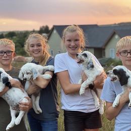 Llewellin Setter Puppies from Hickory Hollow Llewellin Setters, LLC