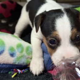 Boy 2 - Tri-color male Jack Russell Terrier puppy in Yakima County, Washington from Saddle Rock Kennels