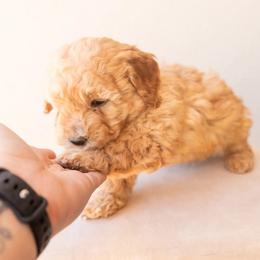 Aussiedoodle and Goldendoodle Puppies from Ever After Doodles Arizona