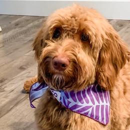 Winston - Goldendoodle