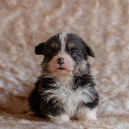 Boy 1 - Black and tan male Pembroke Welsh Corgi puppy in La Grange, Wyoming from Merrygold Corgis
