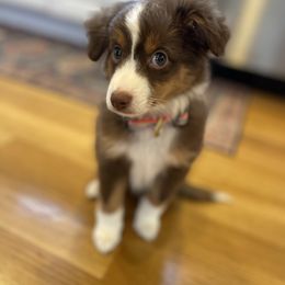 Miniature Australian Shepherd and Toy Australian Shepherd Puppies from Loyal Litters Toy Australian Shepherds