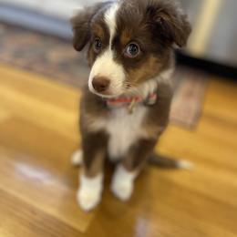 Miniature Australian Shepherd and Toy Australian Shepherd Puppies from Loyal Litters Toy Australian Shepherds