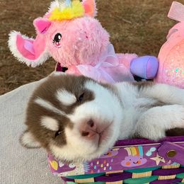 Siberian Huskies from Walter's Husky Haven