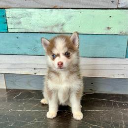 Sticks - Red and white female Pomsky puppy in Krum, Texas from Paw-Some Pomskies