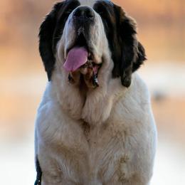 Saint Bernard All Grown Up from Southern Giants