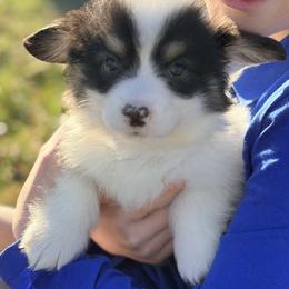 Grey collar boy - Black and tan male Pembroke Welsh Corgi puppy in Monterey, Tennessee from Co-Pilot Corgis