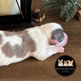 Kiss - Red female Pembroke Welsh Corgi puppy in Muldrow, Oklahoma from Dean’s Rustic Ranch Corgis and Horses