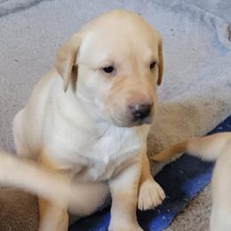 Labrador Retriever Puppies from MnK Family Labs