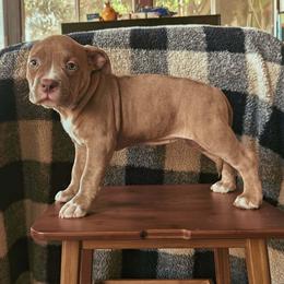 Carnelian girl 4 - Lilac female American Bully puppy in Phoenix, Arizona from Superstes Guard
