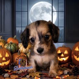 Atlas - Cream male Dachshund puppy in Waverly, Ohio from Always Faithful Dachshunds