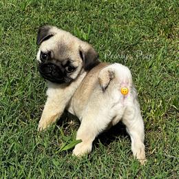 Casey-Ray - Ready for new home - Fawn male Pug puppy in Summerville, Georgia from Pearly’s Pugs & Pollywog Poodles