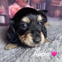 Apple - Black and cream female Dachshund puppy in Jena, Louisiana from Amy’s Mini Doxies