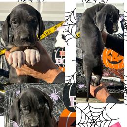 Silk - Black female Great Dane puppy in Wellsville, New York from Prophecy Danes