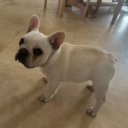 Sweet Boy - Cream French Bulldog puppy in North Port, Florida from J. Taylor Frenchie Family Farms