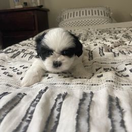 Shihpoo Puppies from The Sassy Shihpoos