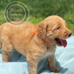 Cockapoo, Goldendoodle, and Poodle Puppies from Mason Farmhouse Poodles, Doodles & Poos (Breeding & Stud Services)