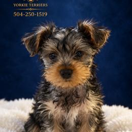 GUCCI - Black and tan male Yorkshire Terrier puppy in New Orleans, Louisiana from ROYAL PAWS
