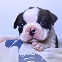 Baby Gunner - Black brindle and white male Boston Terrier puppy in Kingsport, Tennessee from Sleepwalker Bostons