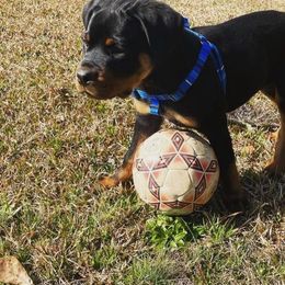 Rottweiler Puppies from Bronx Von Bridges Rottweilers