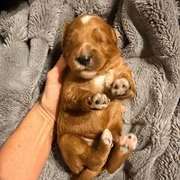Boy 2 - Red  male Goldendoodle puppy in Bradenton, Florida from Christianna’s Mini Goldendoodles