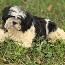 Shih Tzus from Aliah puppy boutique