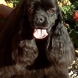 Cocker Spaniels from Devlyn Cocker Spaniels
