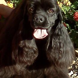 Cocker Spaniels from Devlyn Cocker Spaniels