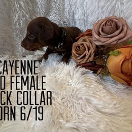 Cayenne - Red and rust female Doberman Pinscher puppy in Wellington, Ohio from Jessie (TDD, llc)