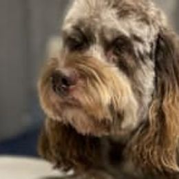 Latte - Cockapoo