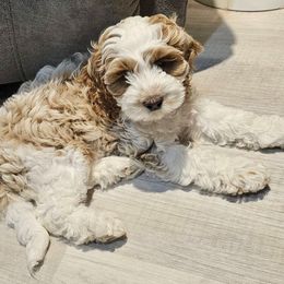 Cockapoo Puppies from Lulu's Cockapoos