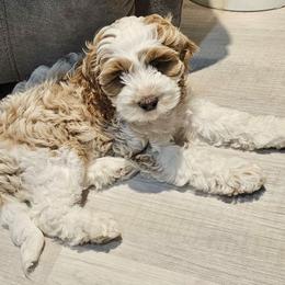 Cockapoo Puppies from Lulu's Cockapoos